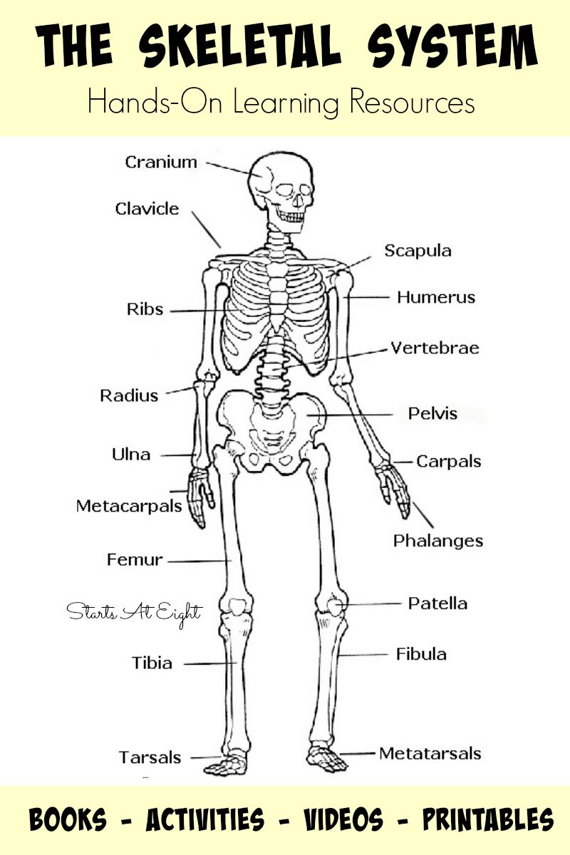 Skeletal System Labeling Worksheet