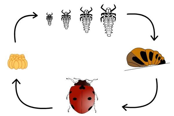 Cycle de vie d une coccinelle - EcoCcinelle | Coccinelle, Cycle de vie ...