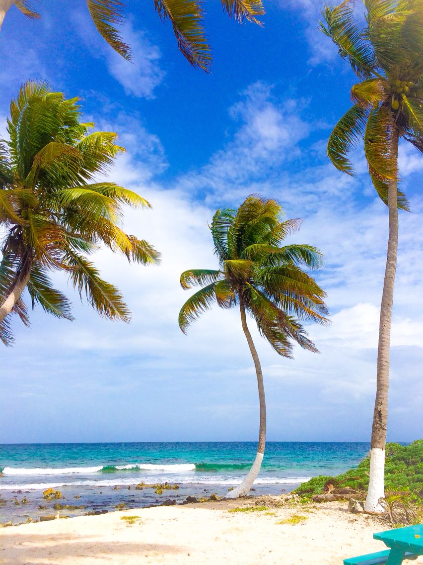 Palm trees in Goff's Caye - Belize Belize City, Breathtaking Places ...