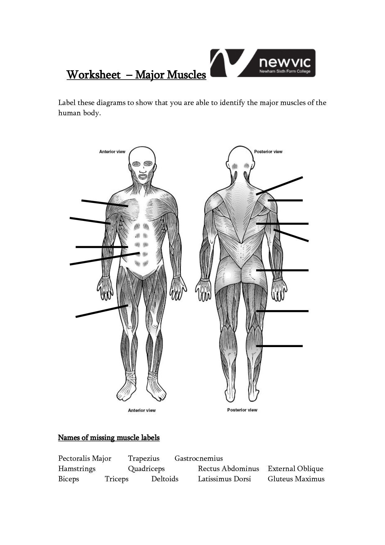 Labeling The Muscles Quiz