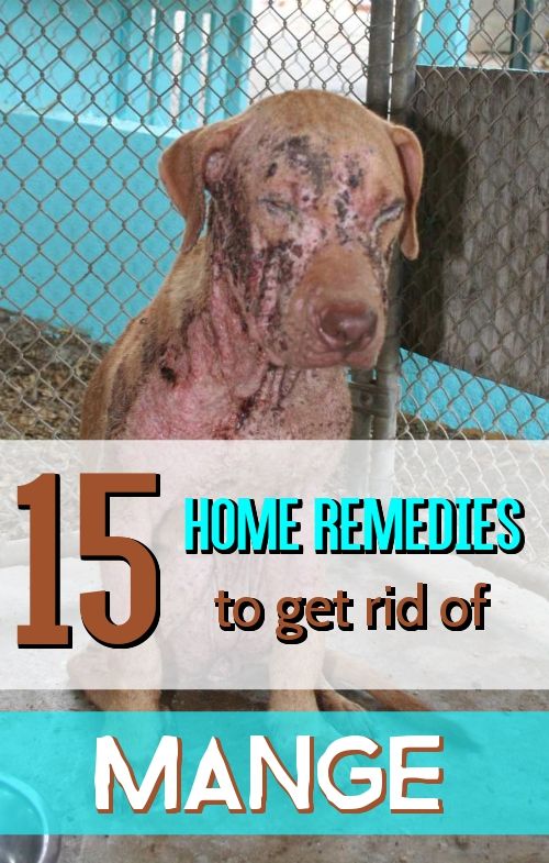 Home Remedy Hacks Dog Remedies Dog Mange Mites On Dogs