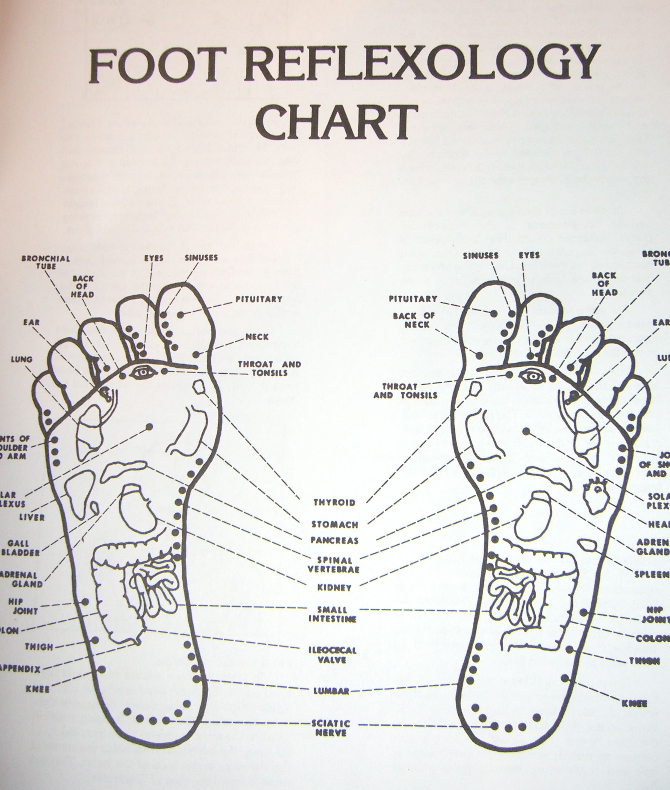 Printable Acupressure Points Chart