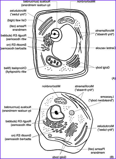 Animal Cell Coloring And Labeling Worksheet