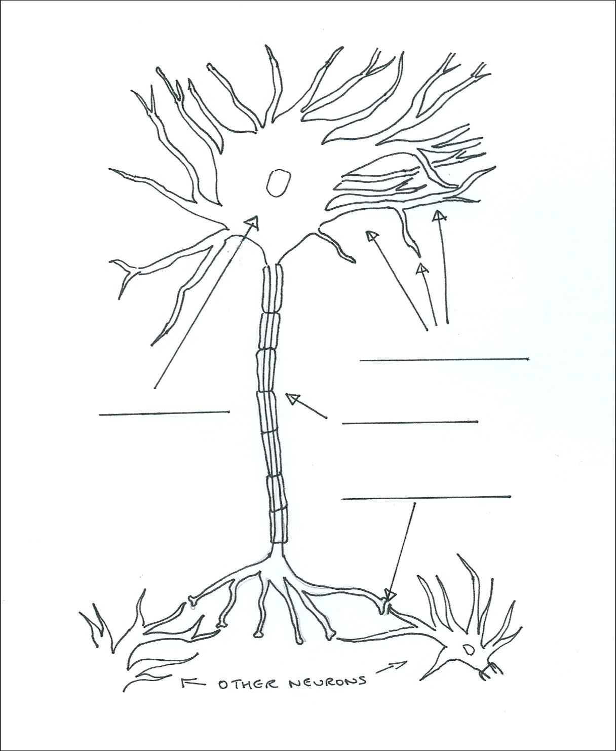 A pic of a neuron, from one of the worksheets supporting the animation ...