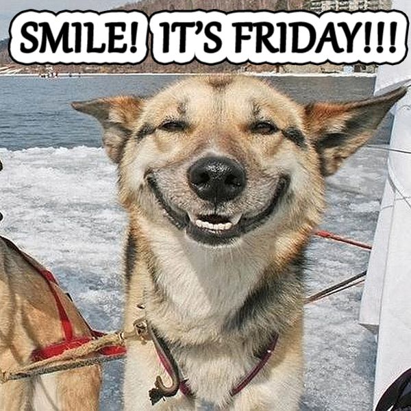 Happy Friday! #Friday #Smile #Dog #funny I Love Dogs, Puppy Love, Cute ...