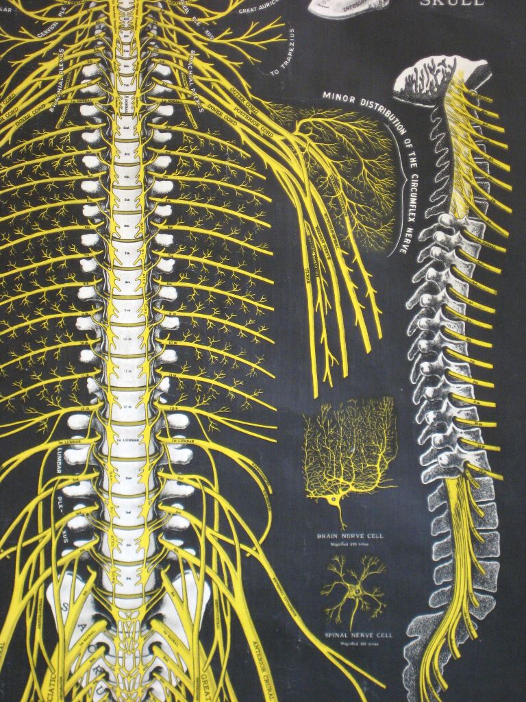 Spinal Nerves Anatomy, Nerve Anatomy, Human Body Anatomy, Cervical ...