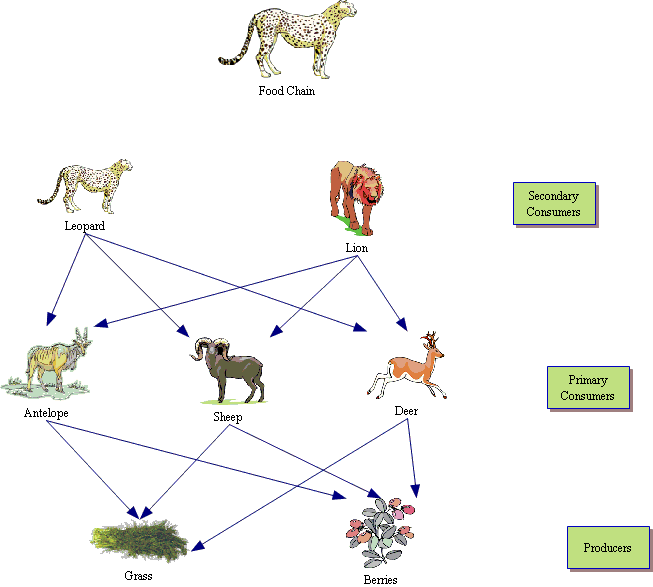 Cheetah Food Pyramid