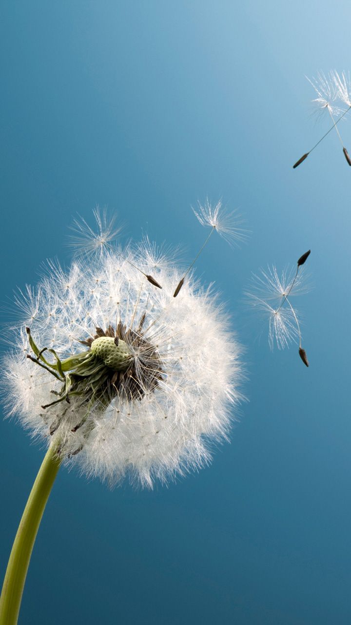 HD Dandelion Galaxy S3 720x1280 Samsung i9300 Wallpaper ...