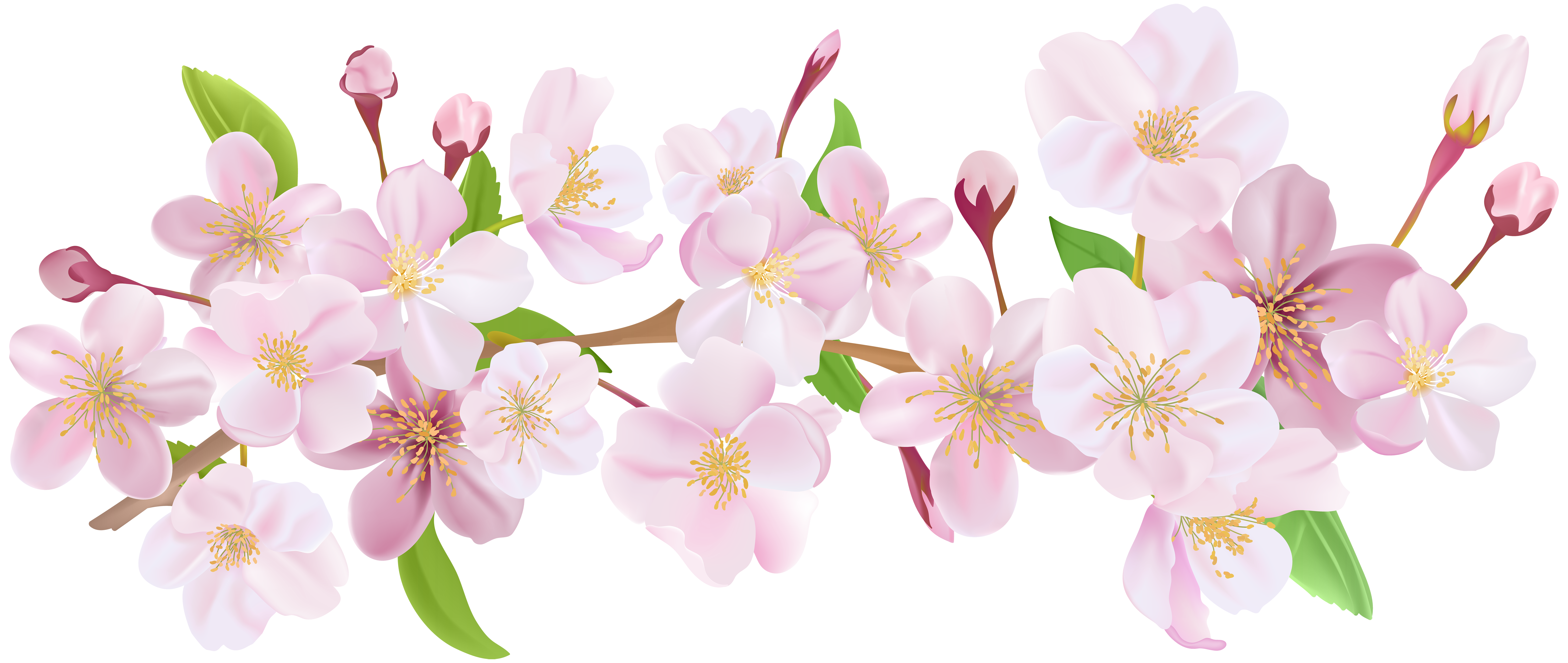 Cherry Blossom Spring Branch PNG Clip Art in 2023 | Cherry blossom art ...