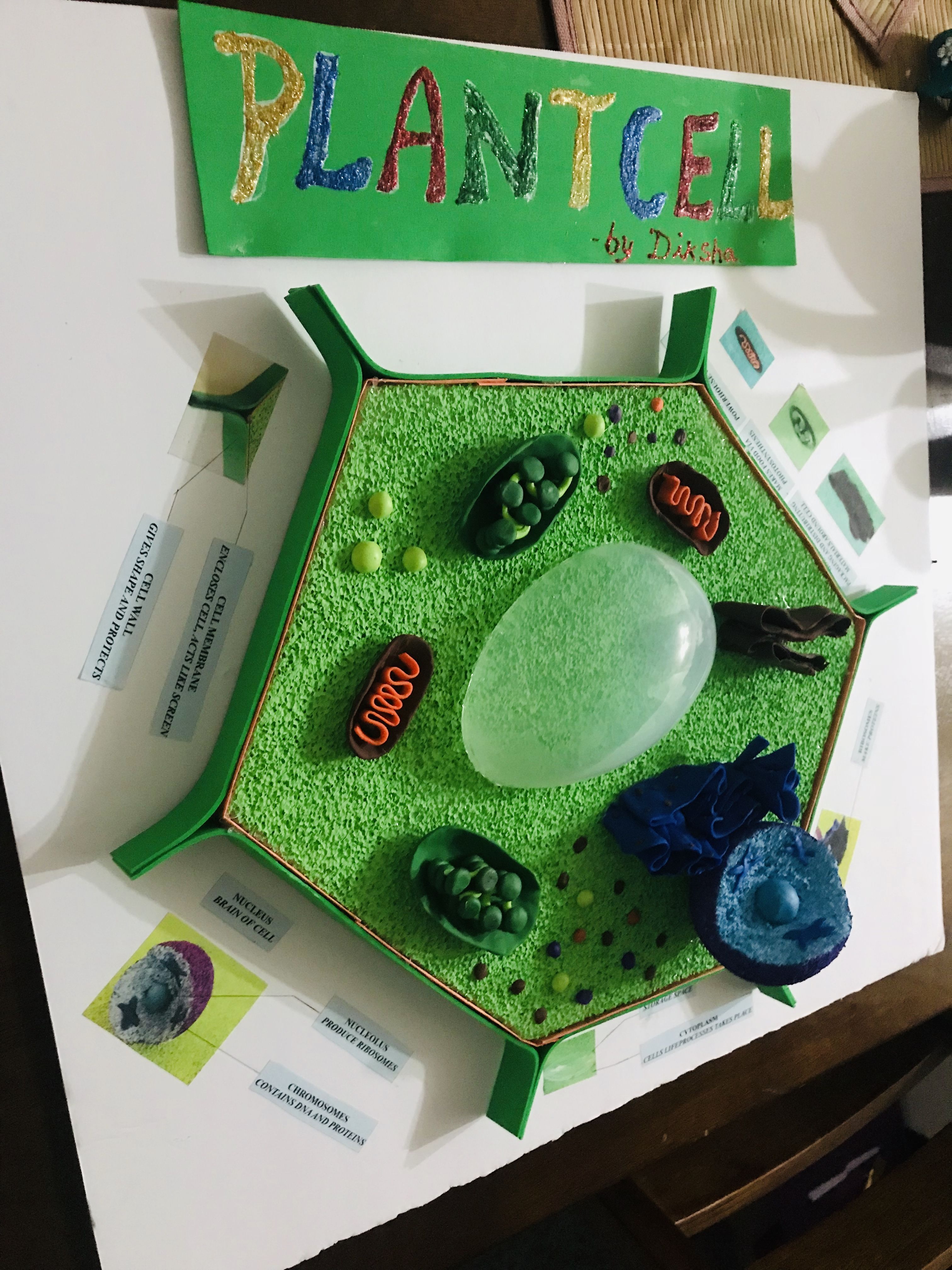 Plant cell model activity for kids with printables to use – Artofit