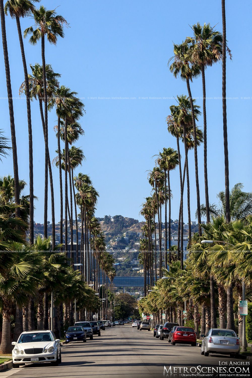 Los Angeles Palm Trees City