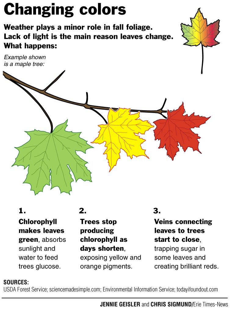 Why Do The Leaves Change Color In The Fall - Goodridge Norma