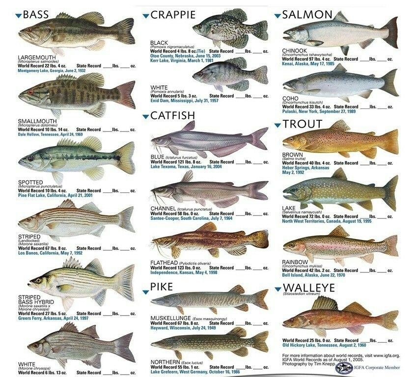 Compatible Freshwater Fish Chart