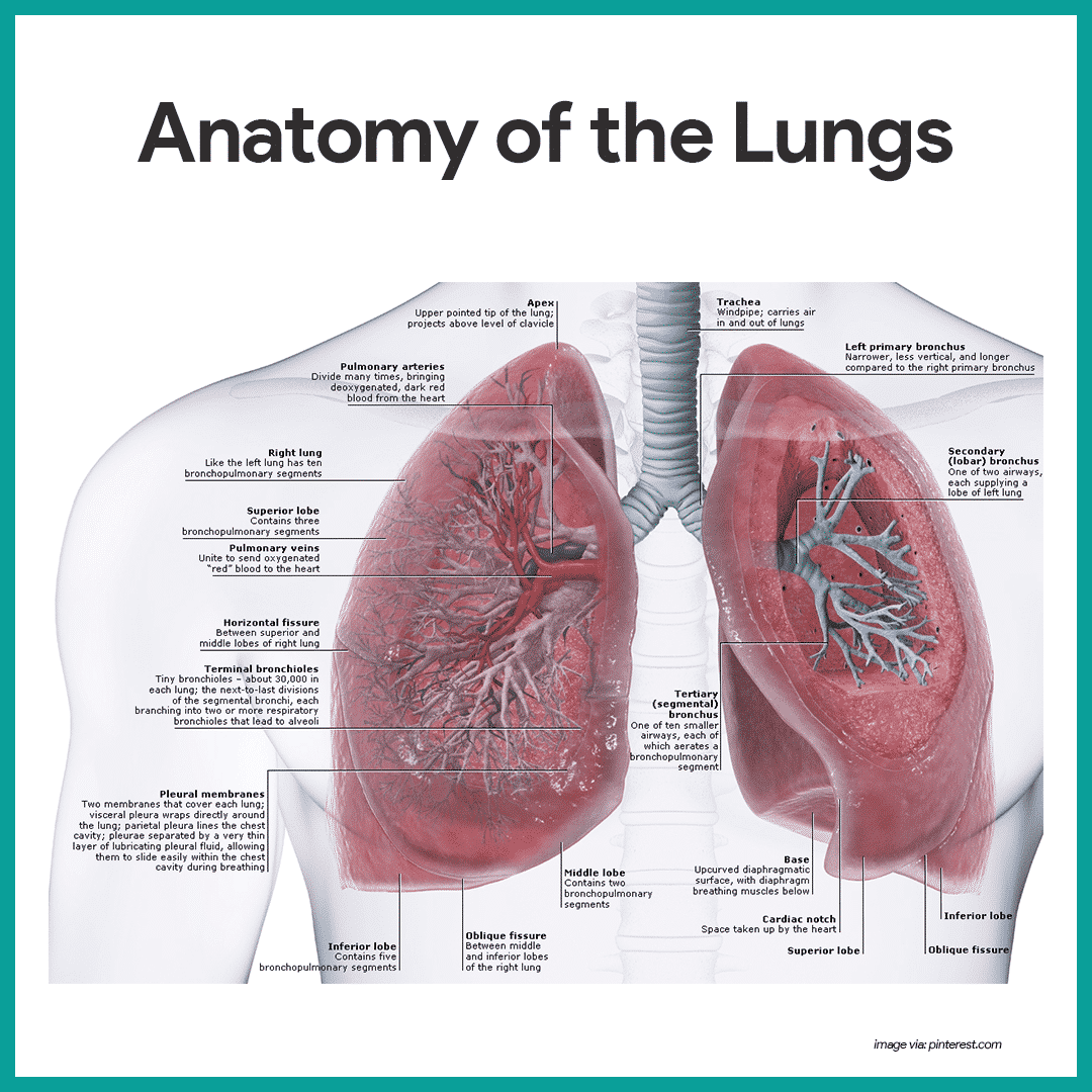 Lungs Diagram And Its Functions Parts Of Respiratory System