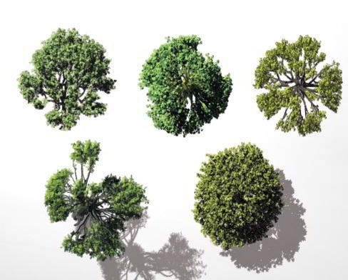 Dosch VizImages: Bird’s Eye Trees Texture Photoshop, Tree Photoshop ...