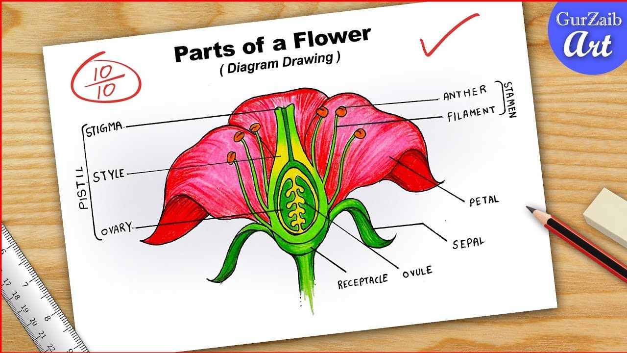 Longitudinal Section, Parts Of A Flower, Petal, Art Drawings, Labels ...