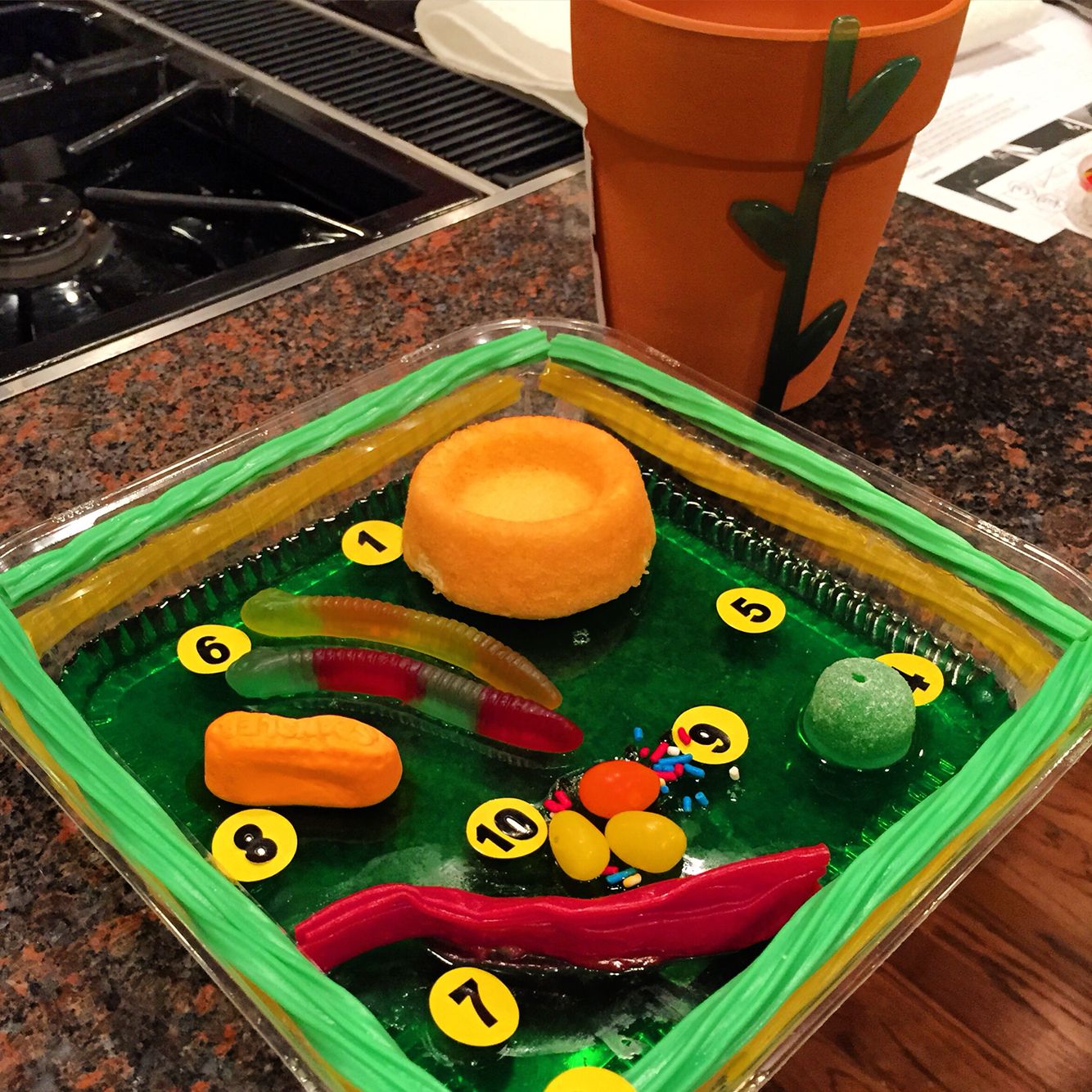 The plant cell model... 100 percent edible ! Simple Plant Cell, 3d ...