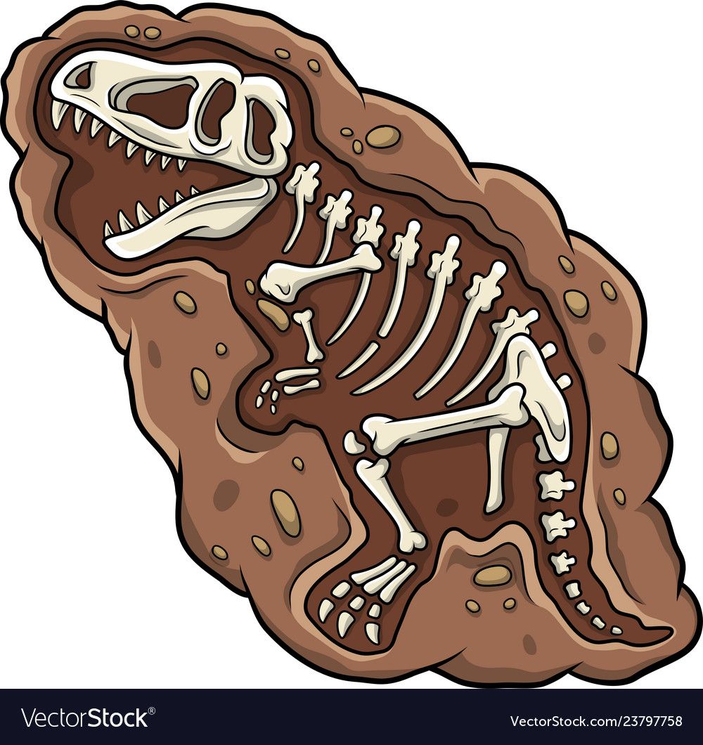 Cartoon t-rex dinosaur fossil vector image on VectorStock | Fósiles de ...