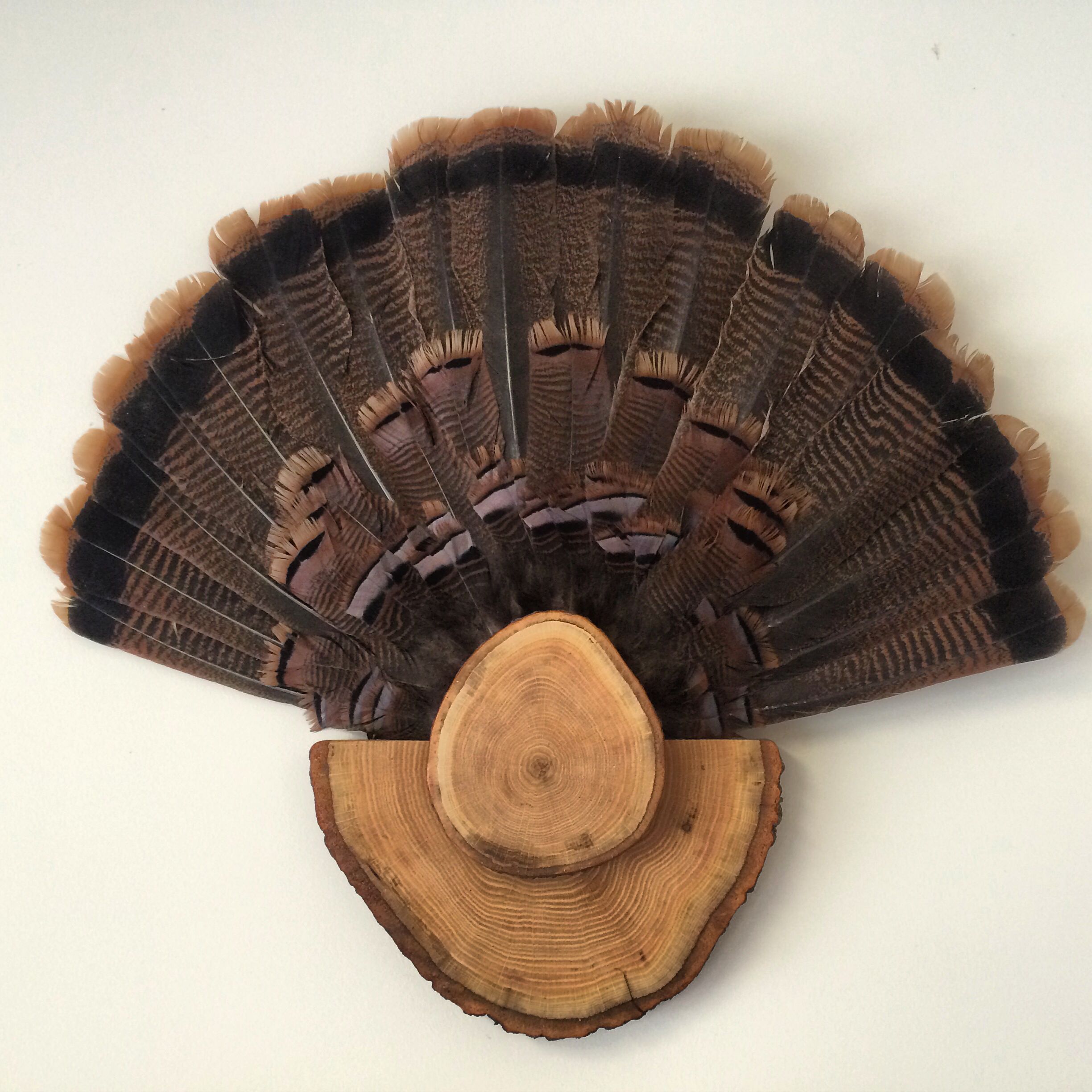 Turkey tail mount made of northern red oak log. | Hunting crafts ...