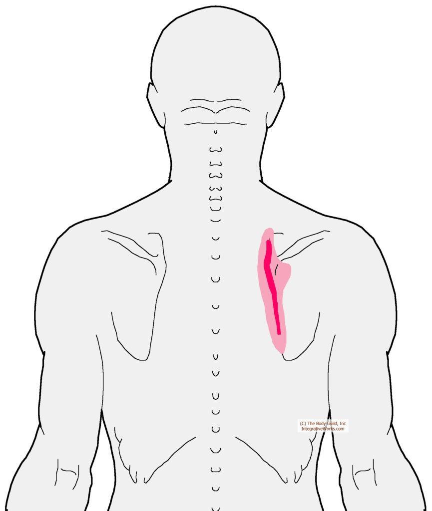 referral-trapezius-lower-root-cropped | Trigger points, Neck and ...