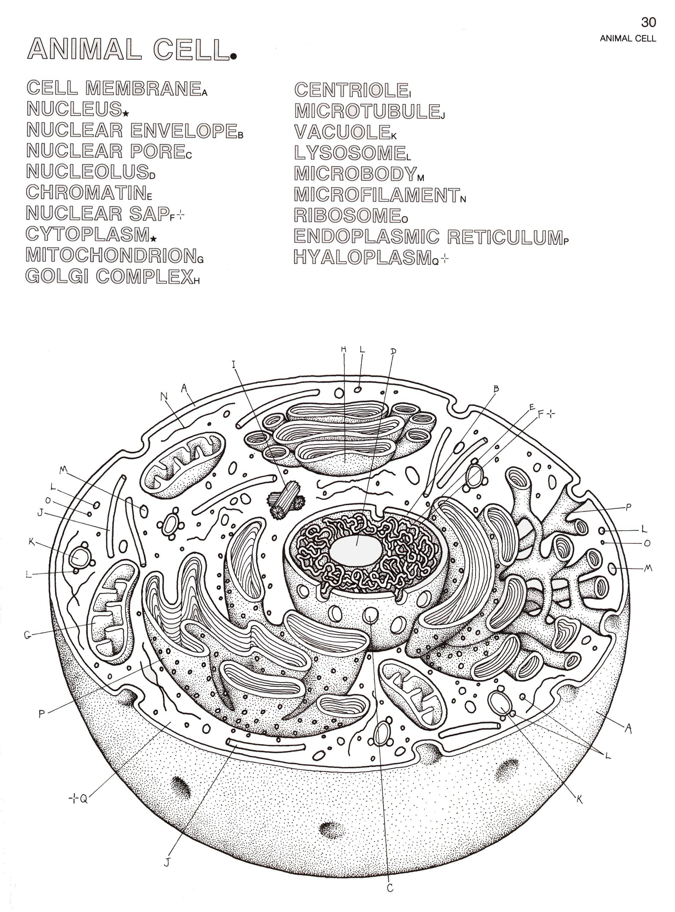 Cell Organelles Coloring Worksheet