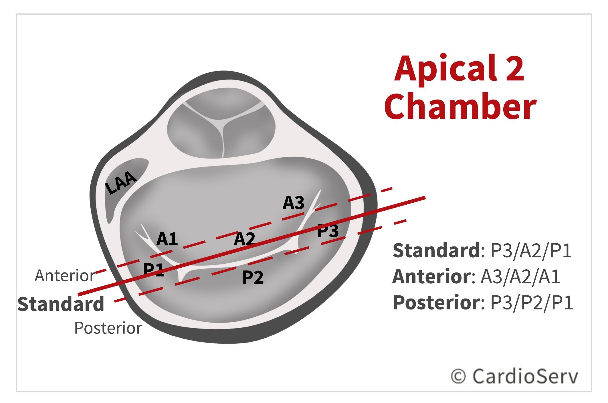 Finally... Mitral Valve Orientation Explained! Mitral Valve Disease ...