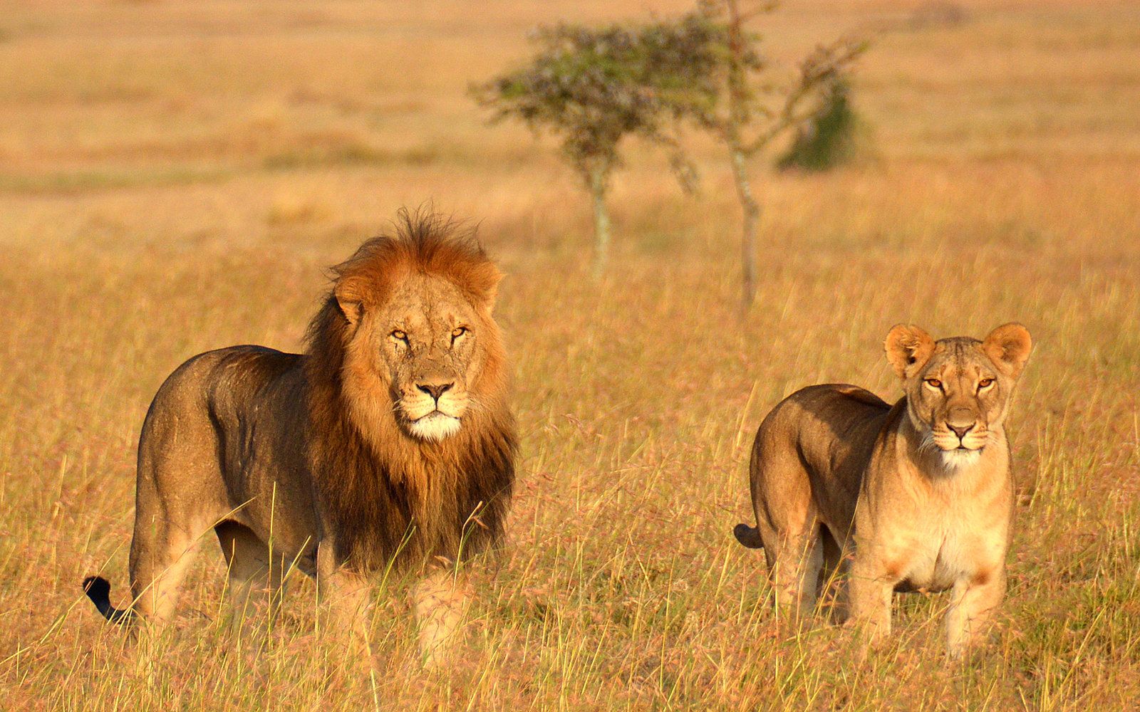 These 'Lion King' Safaris in Kenya and Tanzania Will Show You the Real ...