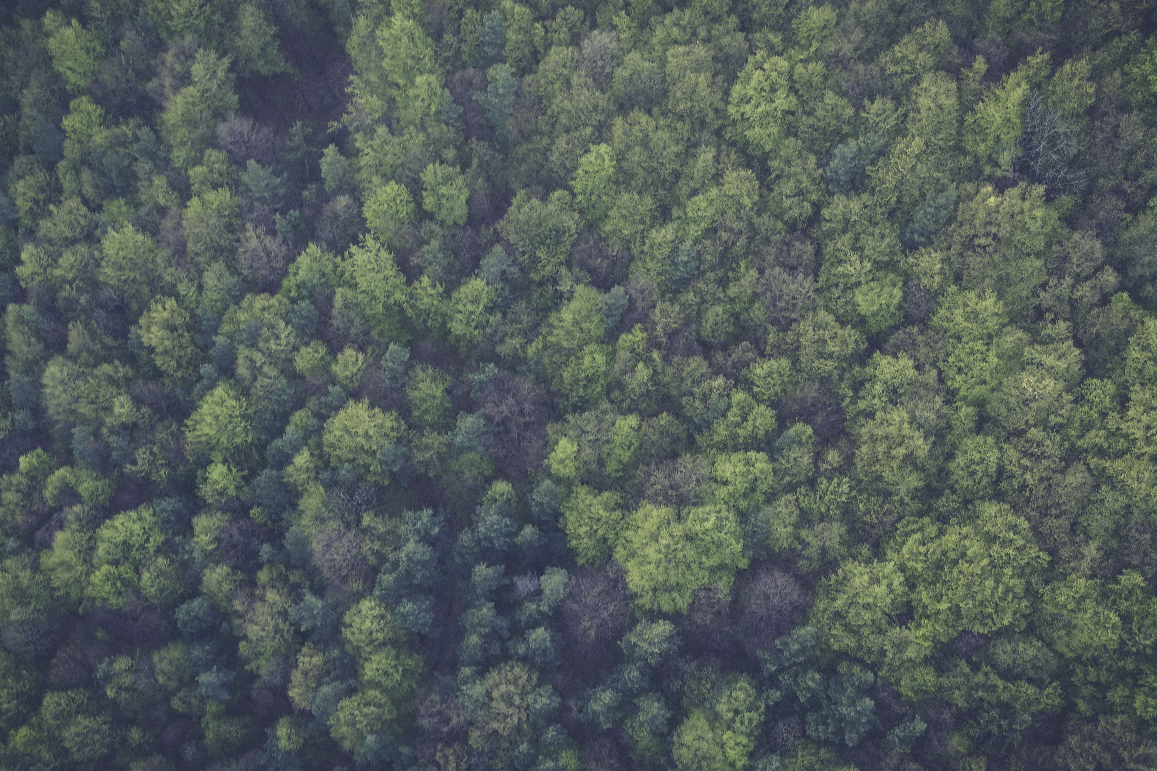 #birds eye view #forest #green #nature #trees Forest Pictures, Forest ...