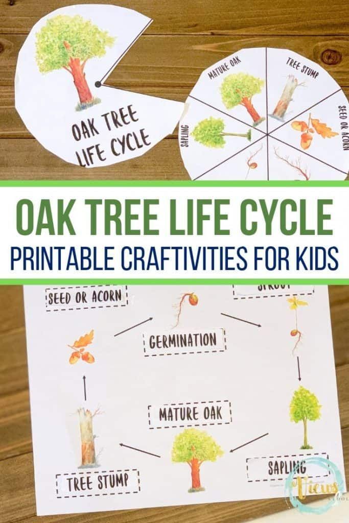 Oak Tree Life Cycle Printable Story Wheel - Views From a Step Stool ...