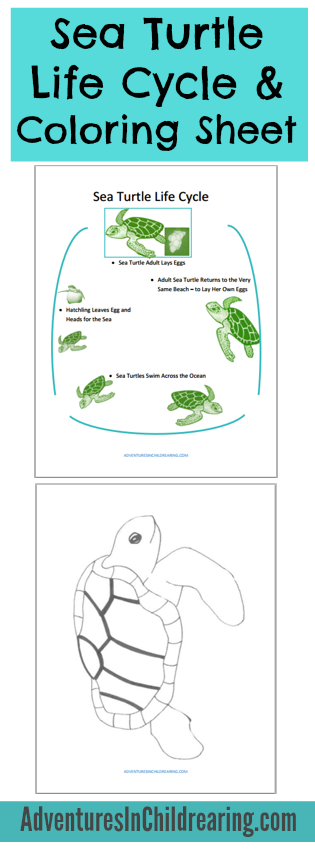 Life Cycle Of A Sea Turtle Free Printable