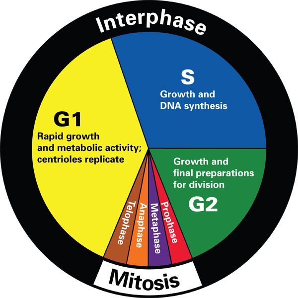 Pie Chart Of Cell Cycle