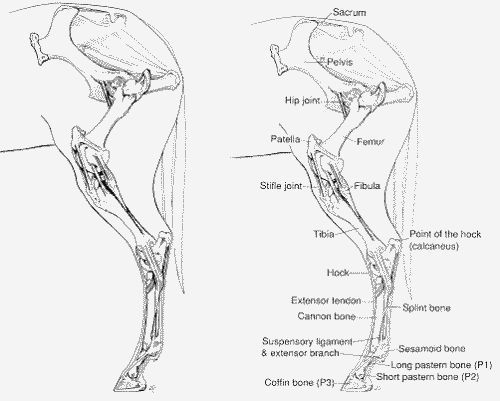 Horse Leg Bone Diagram / 30 Leg Bones Diagram - Wiring Diagram Database ...