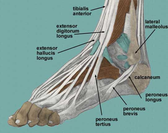 Extensor digitorum longus tendonosis | Planter Fasciitis | Ankle ...