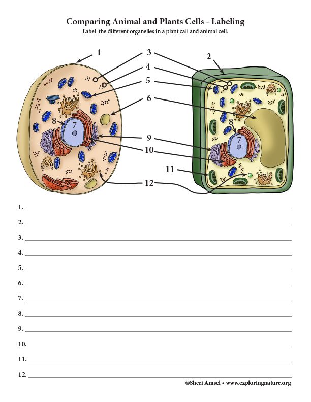 Plant Cell Label Worksheets