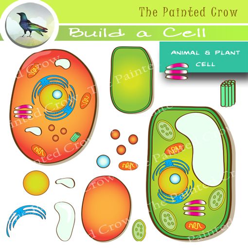 This Build a Cell clipart set features one pre-built plant cell, one ...