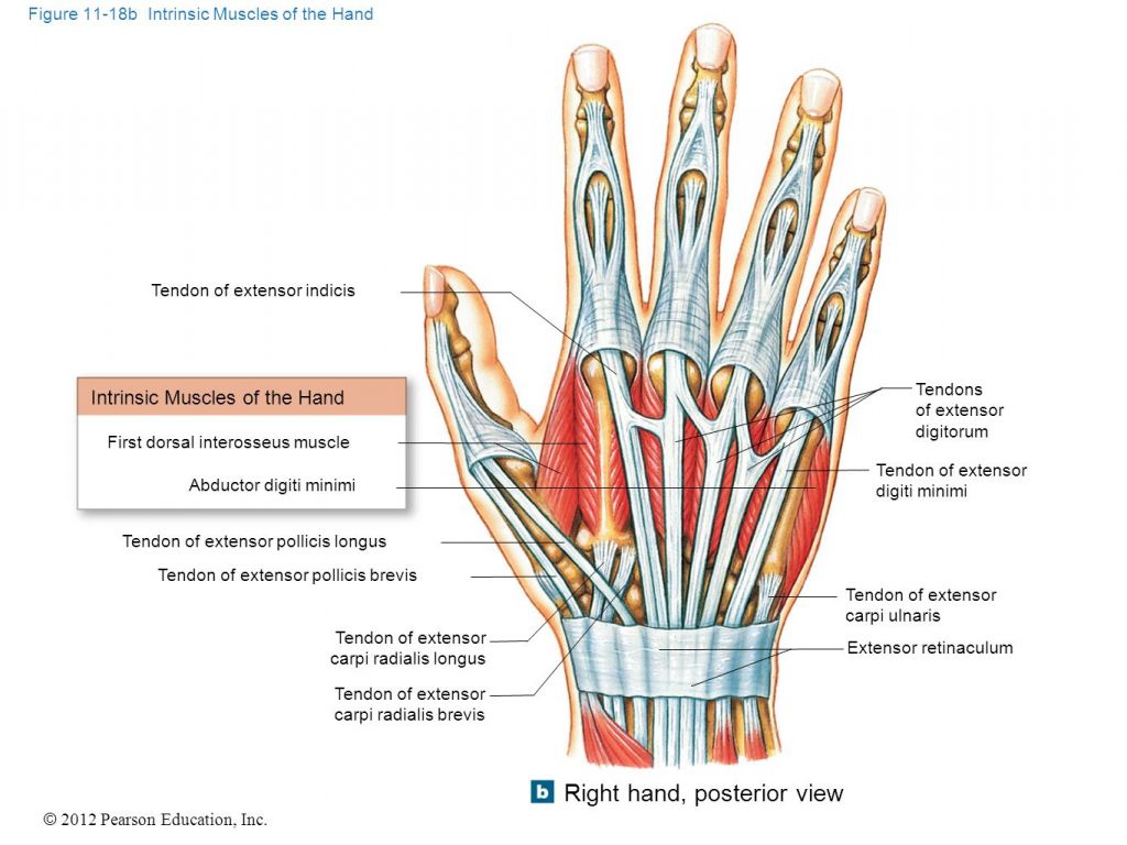 Image result for tendons of extensor digitorum hand posterior | Forearm ...