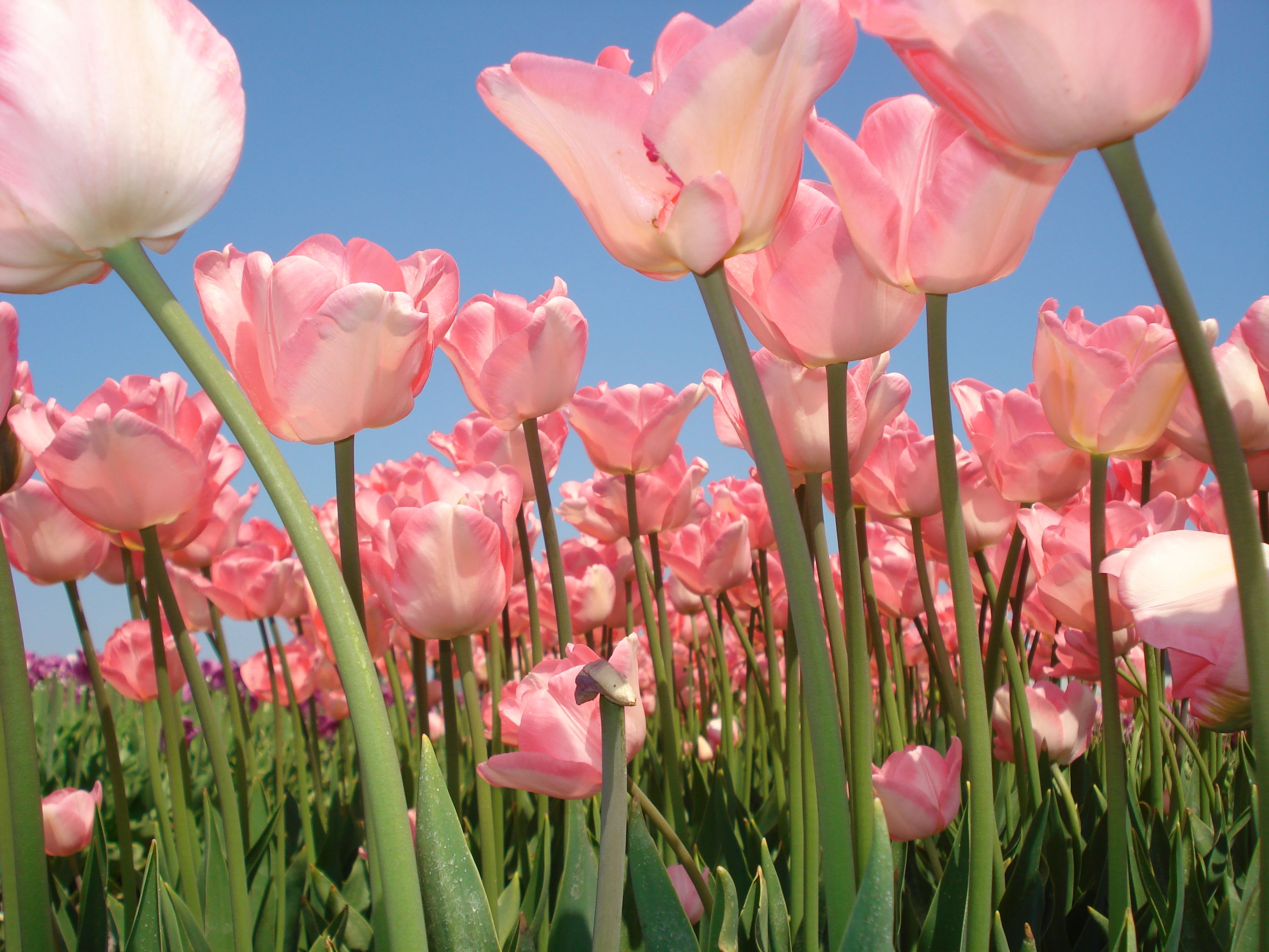 Pink tulips Pink Tulips, Spring, Nature, Plants, Flowers, Naturaleza ...