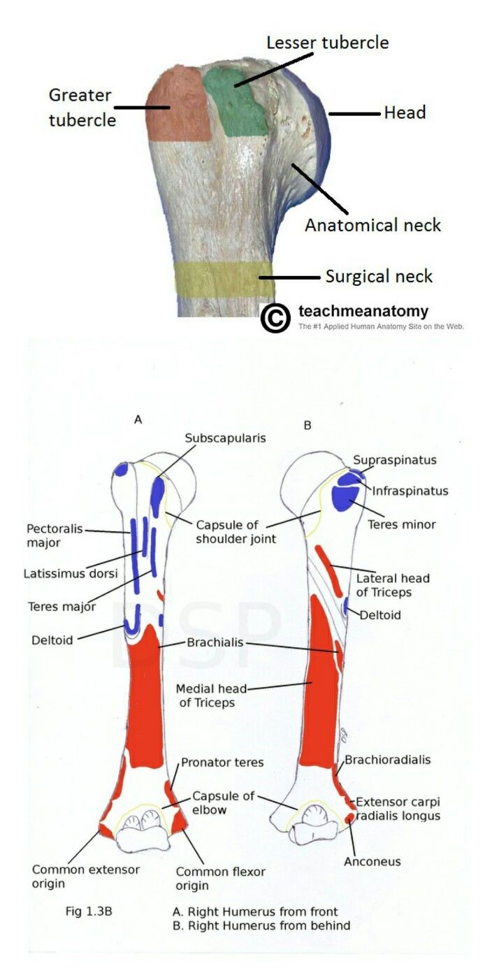 Lesser Tubercle Of Humerus