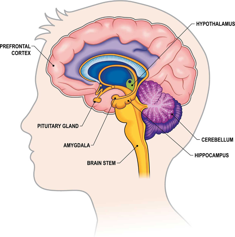 Brain Anatomy And Function, Human Brain Anatomy, Basic Anatomy And ...