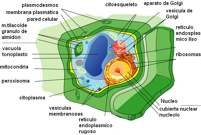 Célula eucariota vegetal Map, Animal Cell, Plant Cell, Cell Membrane ...