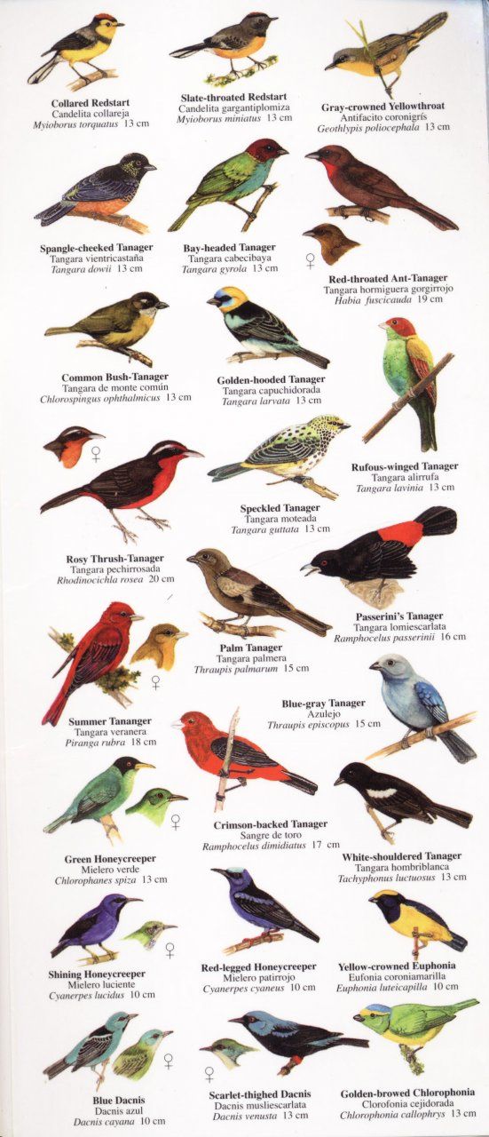 Wild Bird Species Names unique rare bird