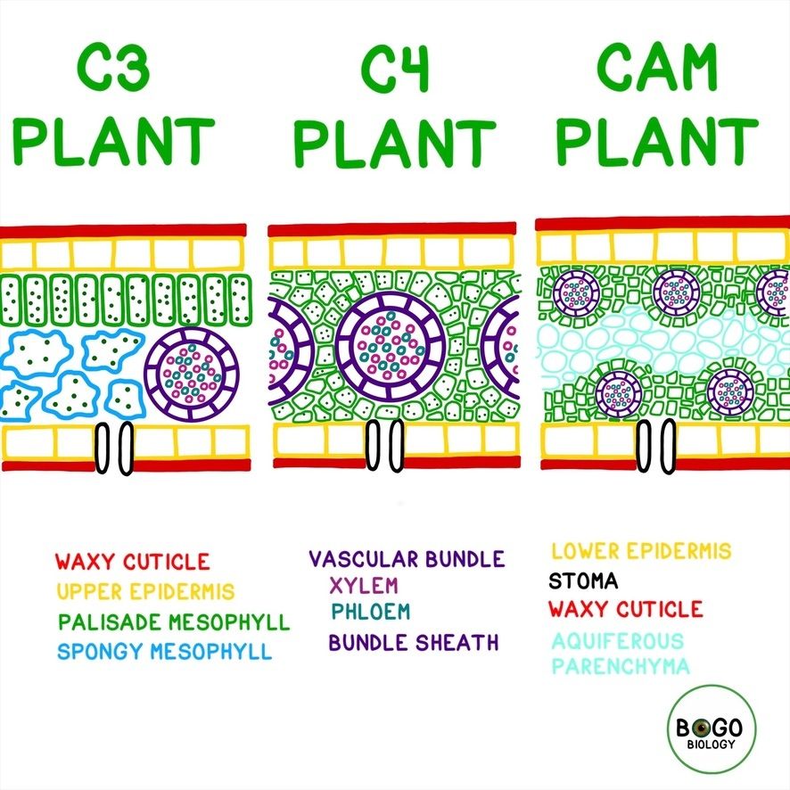 C3 C4 CAM Plant Tutorial