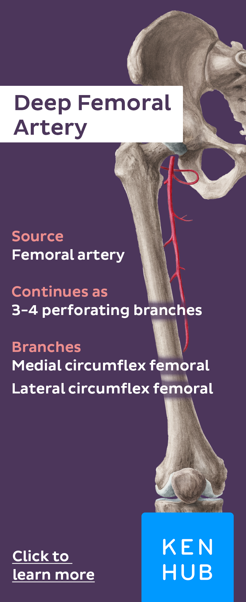 Femoral artery | Arteries, Muscle anatomy, Good health tips