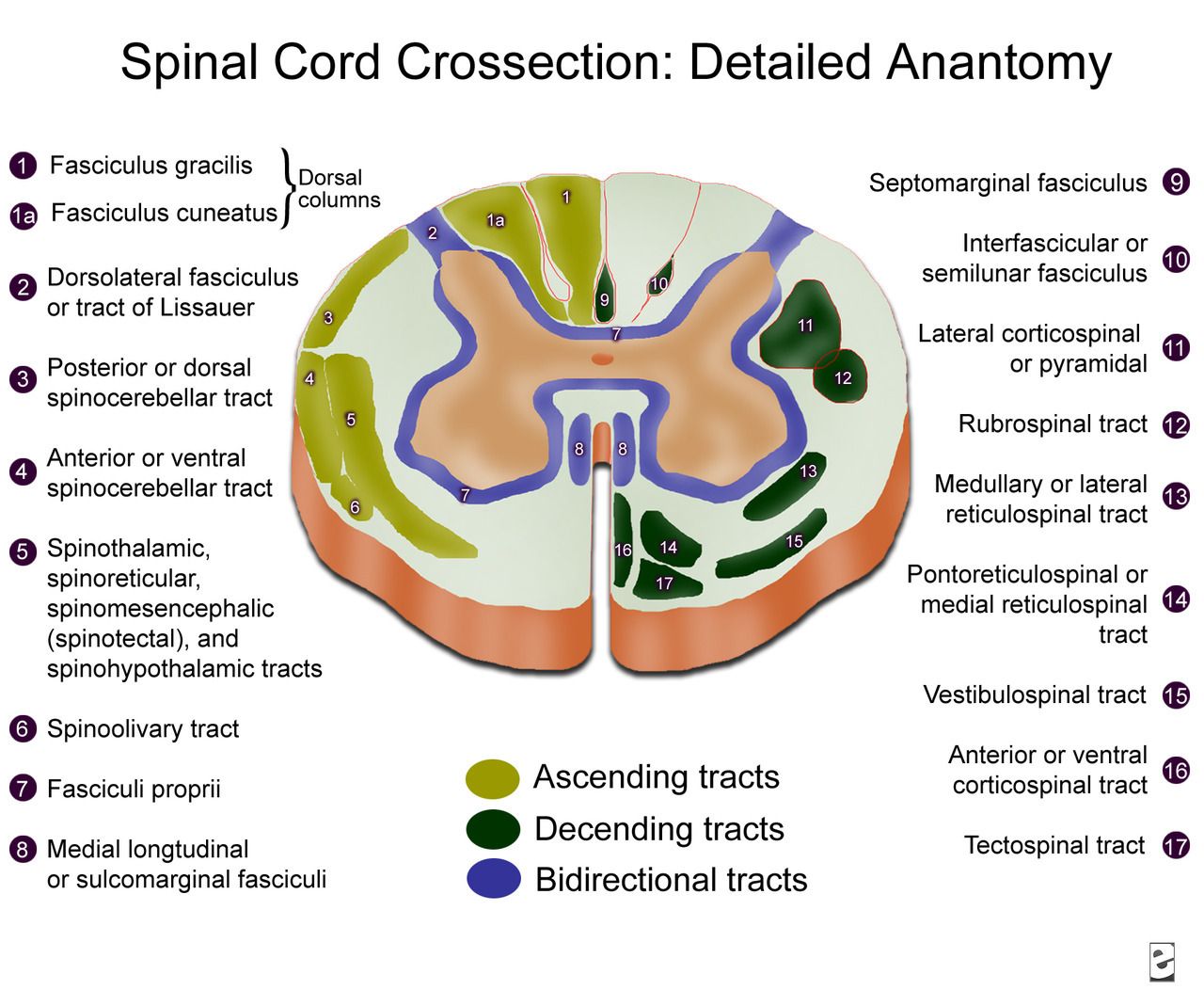 Nervous System - Neuroanatomy | Spinal cord, Spinal cord anatomy ...