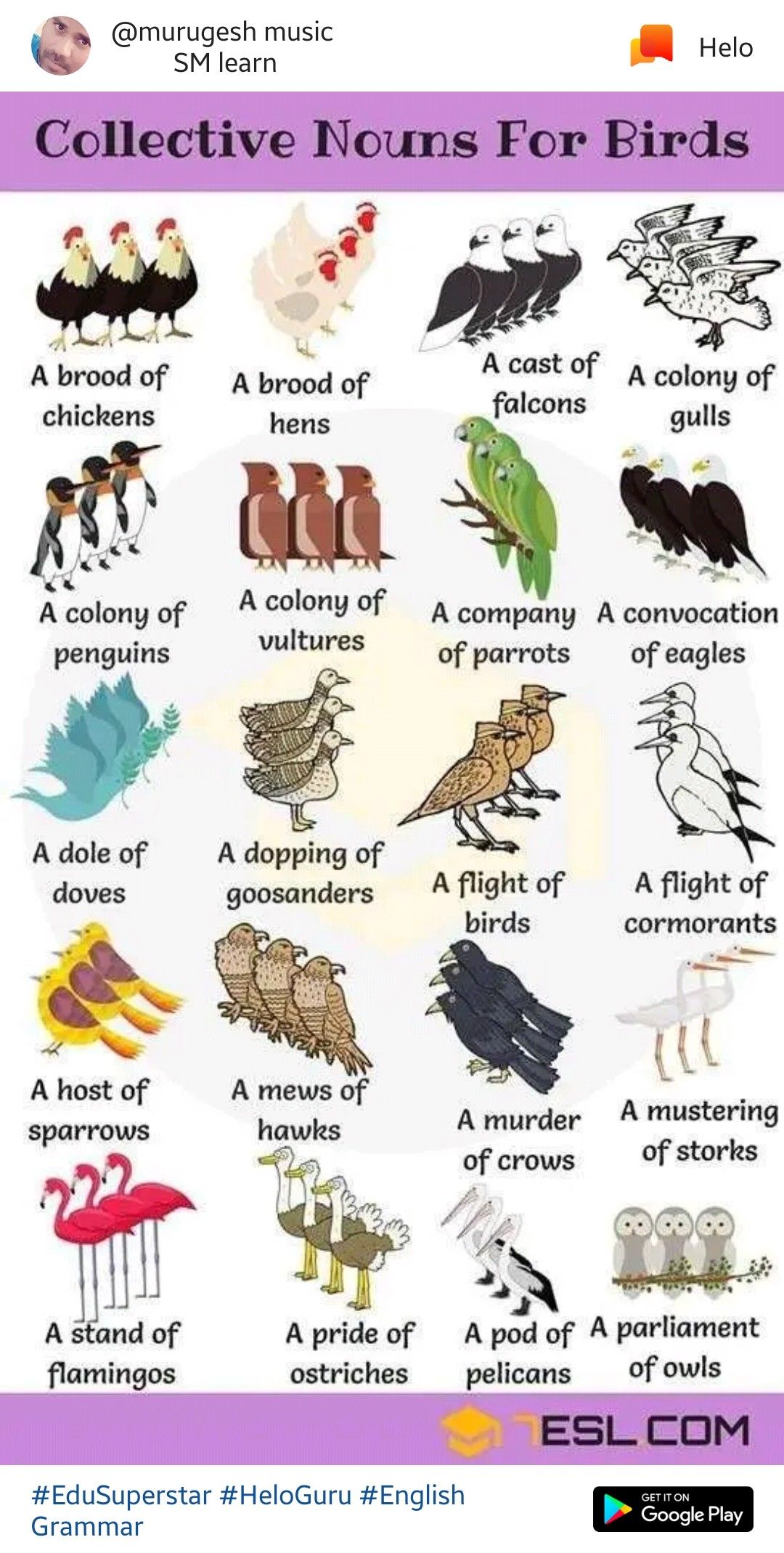 Pin by Soniya Raja on English | Birds, Collective nouns, Ostriches