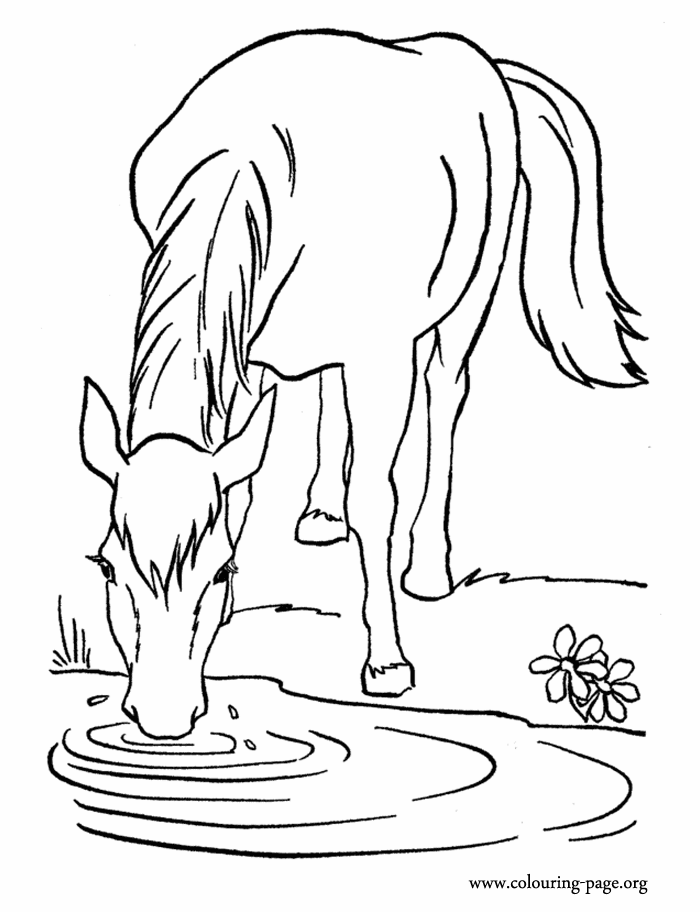 Download A farm horse drinking water in the lake coloring page ...