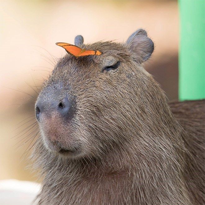 Capybaras Are One Of The Most Friendly Creatures In The Animal Kingdom ...