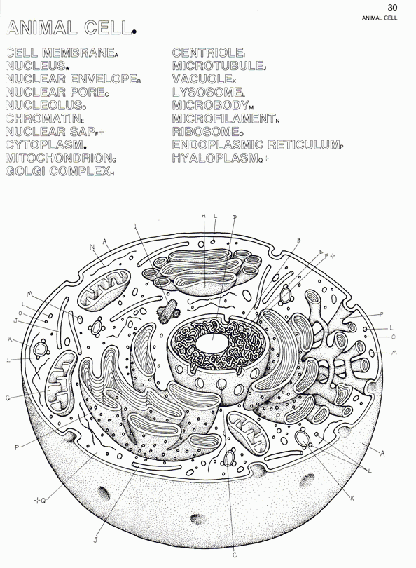 Animal Cell Coloring Labeled