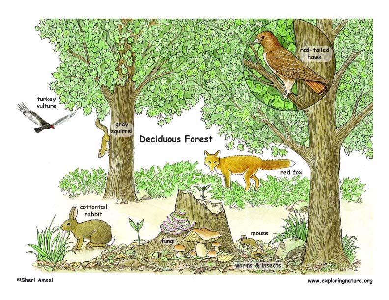 Deciduous forest biome, Biomes, Forest ecosystem