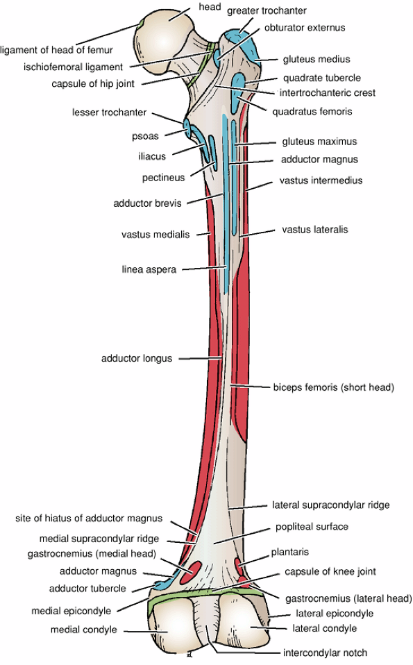 Femur Anatomy Netter